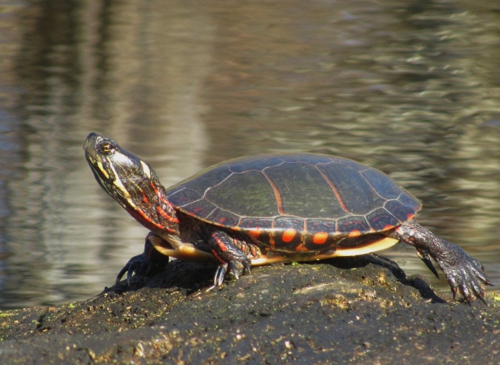 Midland Painted Turtle